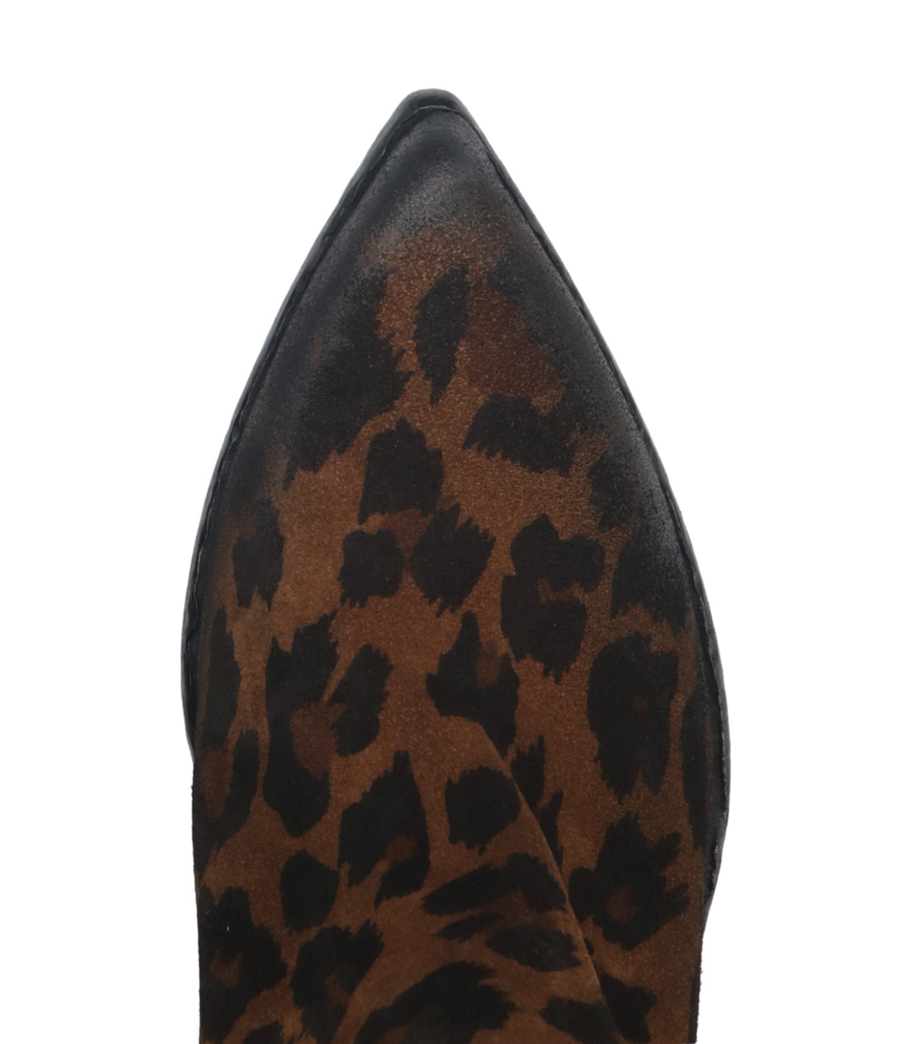 Elena Iachi | Tronchetto Maculato