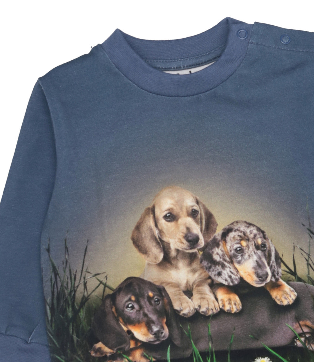 Molo | Felpa Polvere